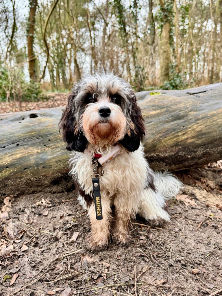 Foto van Bobbie