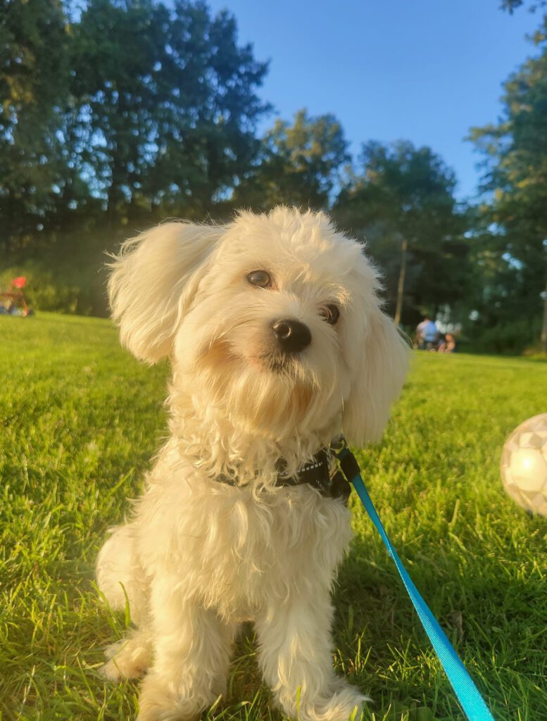 Foto van Zicko