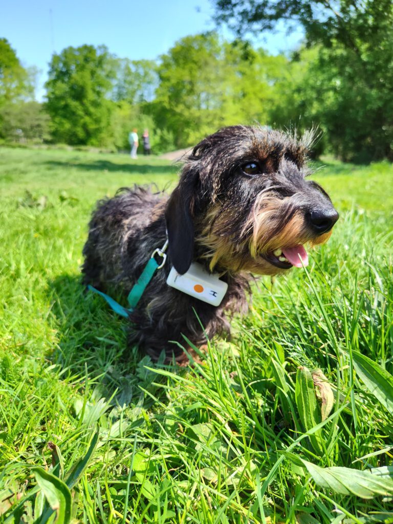 Foto van Trixie