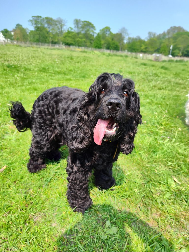Foto van Pippa